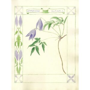 2001 Athragene alpina