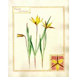 2002 Tulipa australis