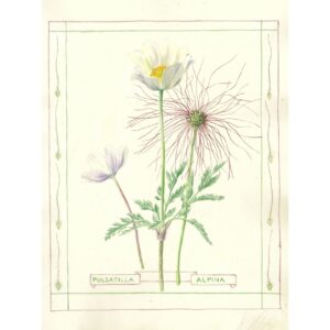 2003 Pulsatilla alpina