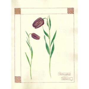 2004 Fritillaria burnati