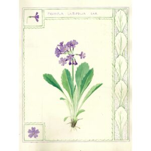 2005 Primula latifolia lar.