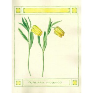 2006 Fritillaria moggridgei