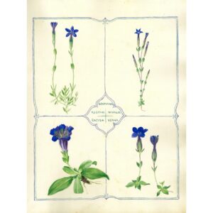 2008 Gentiana 4 species