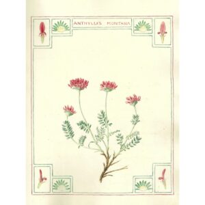 2010 Anthyllis montana