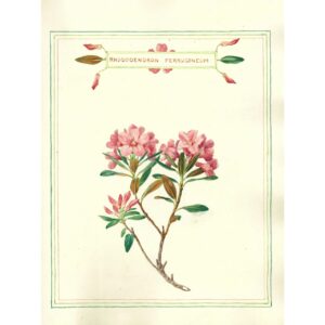 2012 Rhododendron ferrugineum