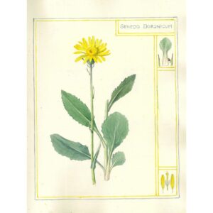 2015 Senecio doronicum