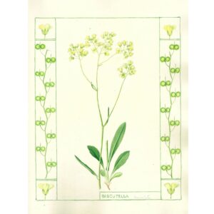 2019 Biscutella auriculata