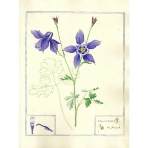 2020 Aquilegia alpina