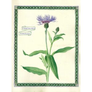 2024 Centaurea montana