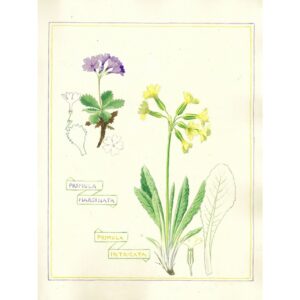 2025 Primula marginata & Intricata