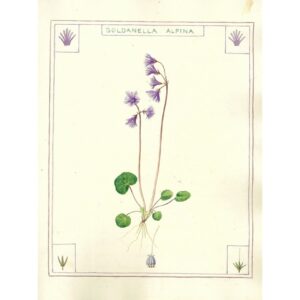 2026 Soldanella alpina