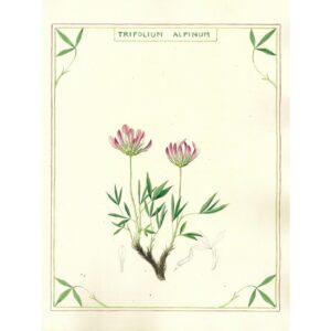 2028 Trifolium alpinum