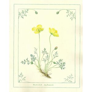 2029 Papaver alpinum