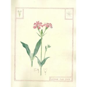 2030 Lychnis flos jovis