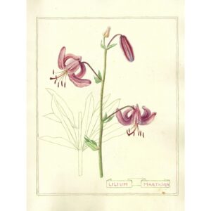 2032 Lilium martagon