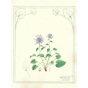 2035 Phyteuma balbisii