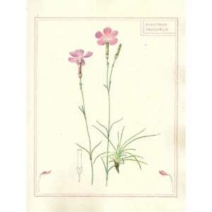 2036 Dianthus inodorus