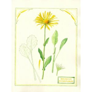 2049 Doronicum grandiflorum